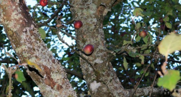 Jak se vypořádat s kůrovcem na jabloni - rady zahradníků